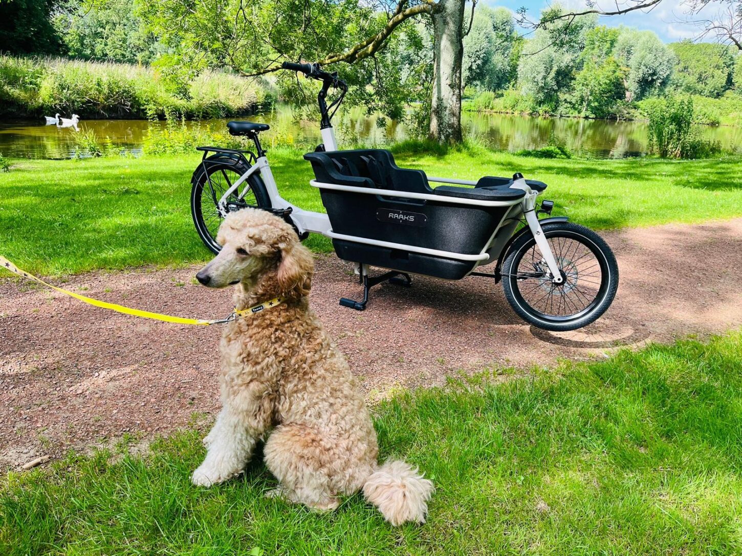 Raaks Rover elektrische bakfiets tweewieler middenmotor - ivor white - Afbeelding 9